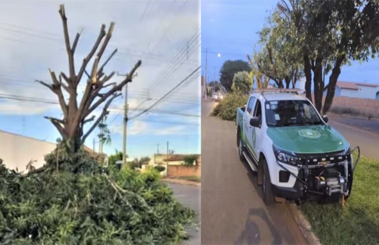 Em Guaíra: Após denuncia de poda drástica, prefeitura tenta identificar responsável pelo dano ambiental