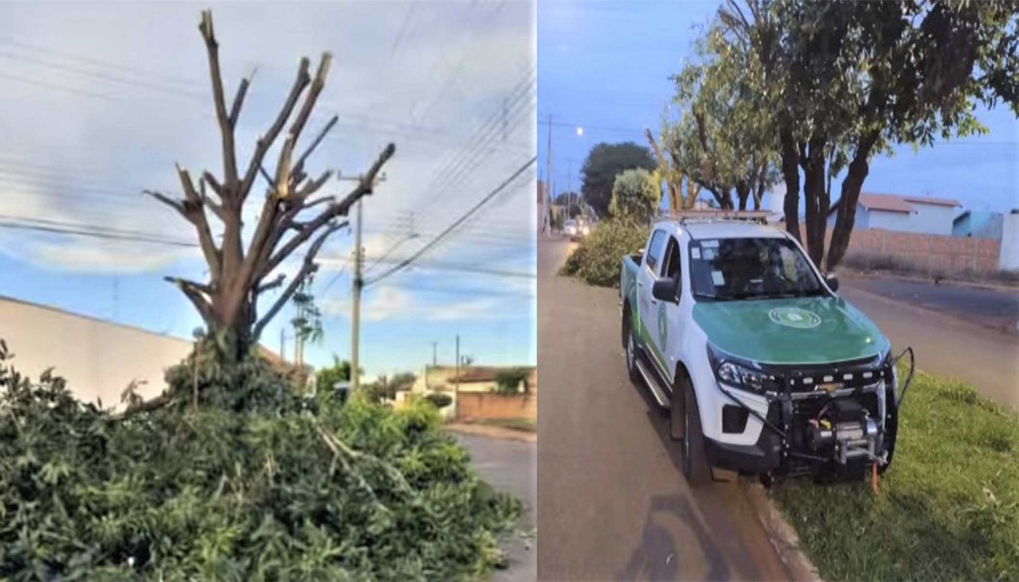 Em Guaíra: Após denuncia de poda drástica, prefeitura tenta identificar responsável pelo dano ambiental