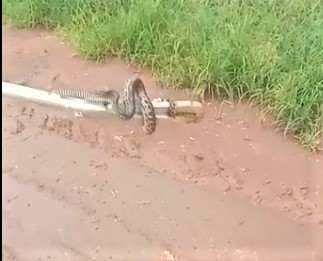 Em Guaíra: Guarda Municipal faz captura de cobra na Cohab 1