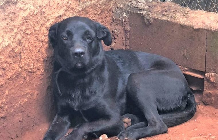 Em Guaíra: “Black”, o cão espancado se recupera das agressões. Autores continuam presos