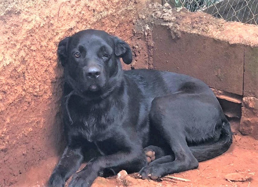 Em Guaíra: “Black”, o cão espancado se recupera das agressões. Autores continuam presos