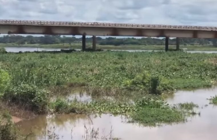 Em Colômbia: DNIT notifica Furnas para fazer limpeza de vegetação aquática próximo da ponte “Gumercindo Penteado”