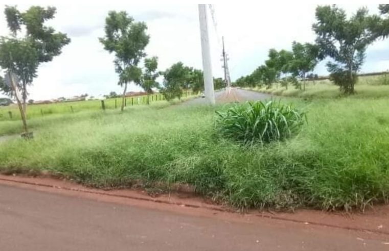 Em Guaíra: Moradores denunciam mato alto e cobras no Bairro Abdala Elias