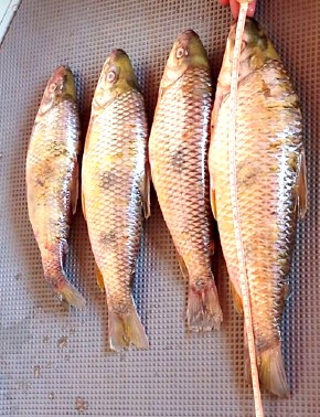 Em Guaraci: Pescador é autuado com peixes fora do tamanho permitido