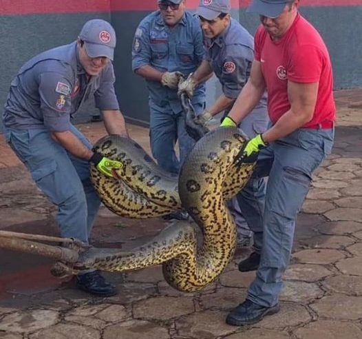 EM BARRETOS: BOMBEIROS CAPTURAM SUCURI DE APROXIMADAMENTE 7 METROS EM LAGO DO JARDIM EUROPA