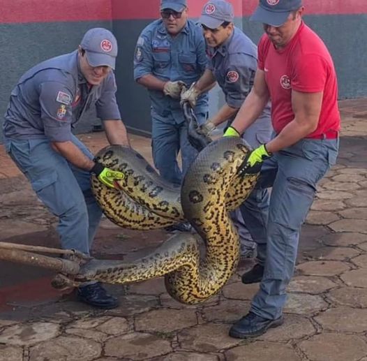 EM BARRETOS: BOMBEIROS CAPTURAM SUCURI DE APROXIMADAMENTE 7 METROS EM LAGO DO JARDIM EUROPA