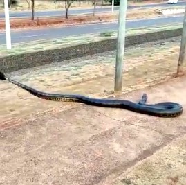 Em Barretos: Sucuri volta a ser vista por moradores. Animal foi capturado