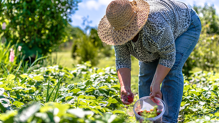 EM GUAÍRA: SEM LICITAÇÃO DA PREFEITURA, PEQUENOS AGRICULTORES PASSAM POR DIFICULDADES NO MUNICÍPIO