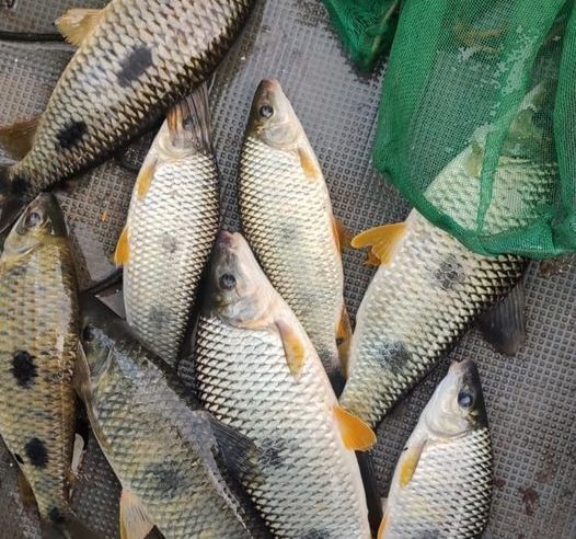 EM COLÔMBIA: OPERAÇÃO DA POLÍCIA AMBIENTAL RESULTA EM VÁRIAS AUTUAÇÕES POR CAPTURA DE PEIXES FORA DE MEDIDA