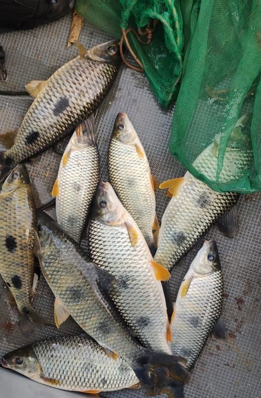 EM COLÔMBIA: OPERAÇÃO DA POLÍCIA AMBIENTAL RESULTA EM VÁRIAS AUTUAÇÕES POR CAPTURA DE PEIXES FORA DE MEDIDA