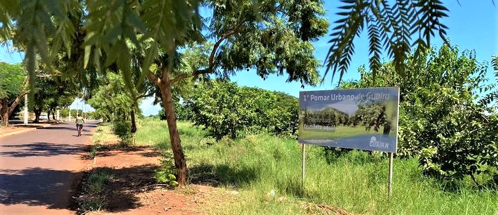 EM GUAÍRA: PRIMEIRO POMAR URBANO DO MUNICÍPIO ESTÁ TOMADO PELO MATO ALTO