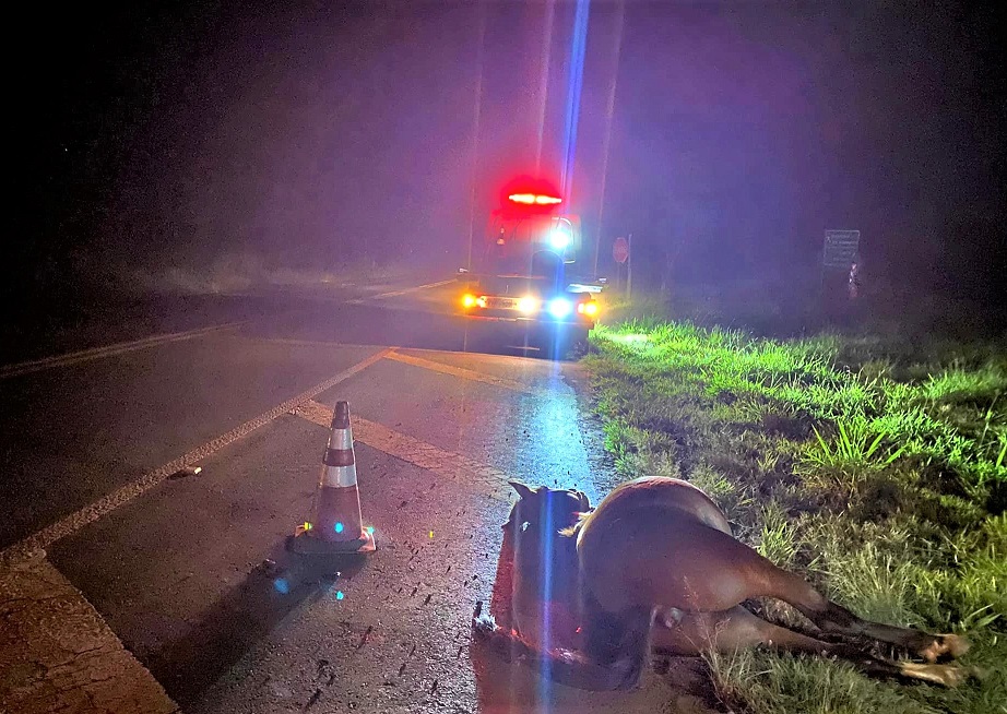 EM MIGUELÓPOLIS: ANIMAIS, NA PISTA, CAUSAM ACIDENTE