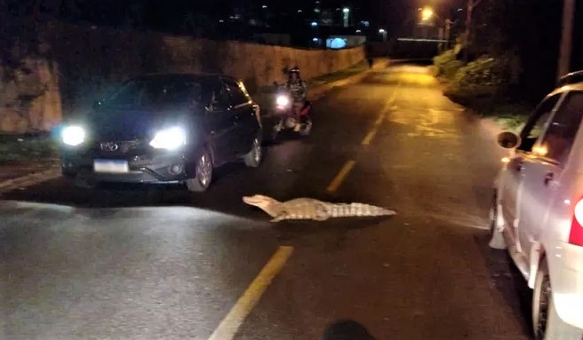 EM RIBEIRÃO PRETO: JACARÉ ATRAVESSA RUA E SURPREENDE MOTORISTAS EM RIBEIRÃO PRETO