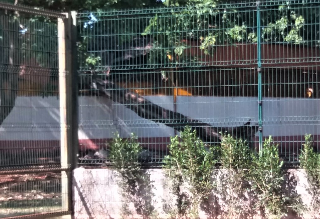 EM GUAÍRA: APÓS 20 DIAS DO ACIDENTE, PREFEITURA NÃO TOMOU PROVIDÊNCIAS SOBRE ÁRVORE QUE DANIFICOU RECINTO DO TORNEIO LEITEIRO