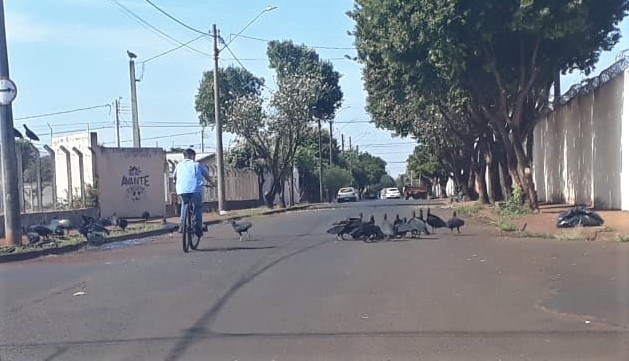 EM GUAÍRA: VÍDEO MOSTRA BANDO DE URUBUS EM VIA DO BAIRRO JOSÉ PUGLIESI