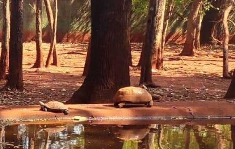 EM GUAÍRA: QUASE 60 JABUTIS DO ZOO MUNICIPAL SERÃO TRANSFERIDOS PARA CRIATÓRIO NO PARANÁ