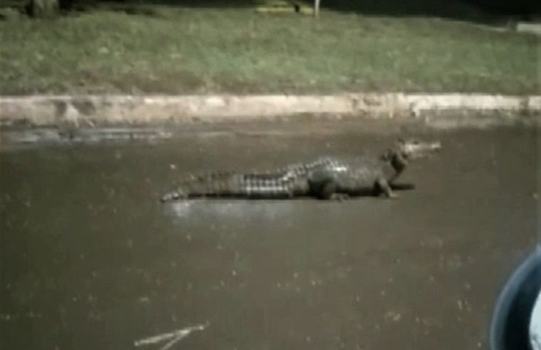 JACARÉ É FILMADO NO MEIO DA RUA EM GUAÍRA; VÍDEO