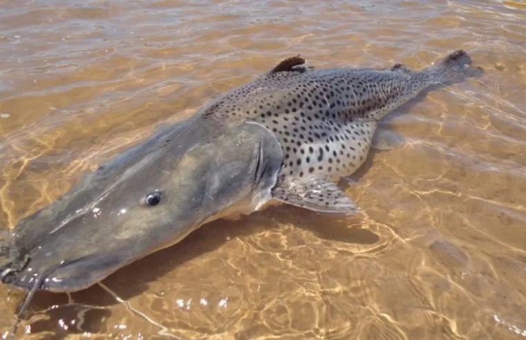 ATENÇÃO PESCADORES: ESTÁ PROIBIDA EM TODO O BRASIL A PESCA DO PINTADO A PARTIR DE SEGUNDA-FEIRA, 5