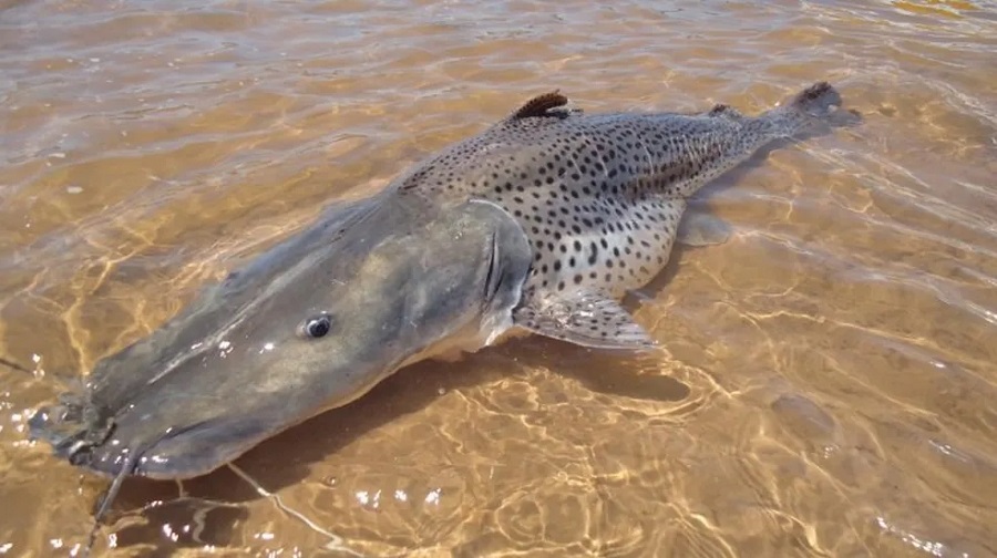 ATENÇÃO PESCADORES: ESTÁ PROIBIDA EM TODO O BRASIL A PESCA DO PINTADO A PARTIR DE SEGUNDA-FEIRA, 5