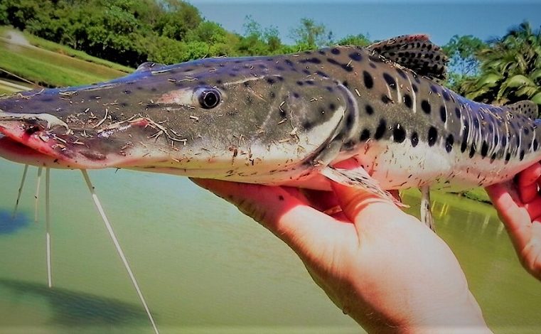 APÓS NOVA DETERMINAÇÃO DO GOVERNO FEDERAL, SEGUE LIBERADA A PESCA DO PINTADO