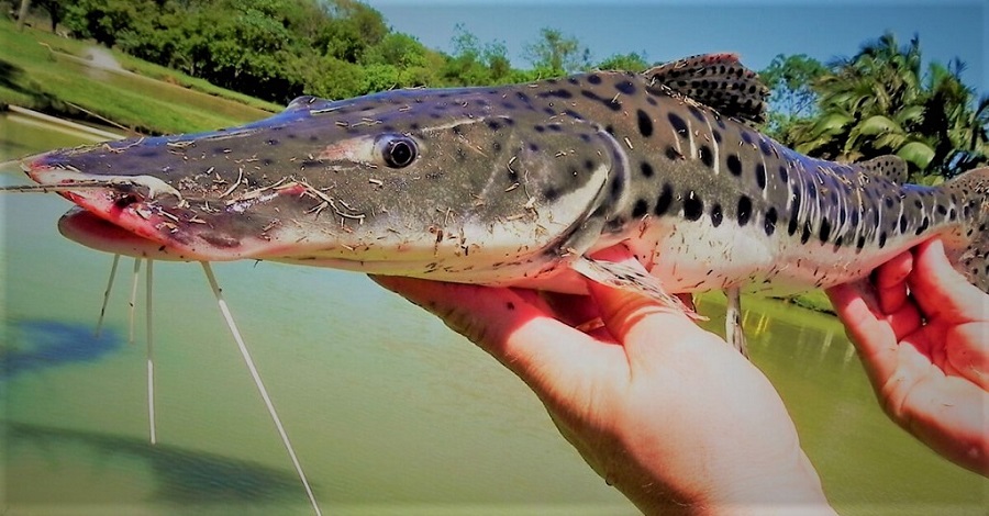 APÓS NOVA DETERMINAÇÃO DO GOVERNO FEDERAL, SEGUE LIBERADA A PESCA DO PINTADO