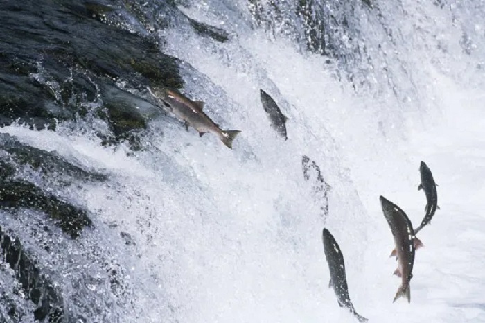 PIRACEMA 22/23: CONFIRA O QUE PODE E O QUE NÃO PODE DURANTE O DEFESO DOS PEIXES