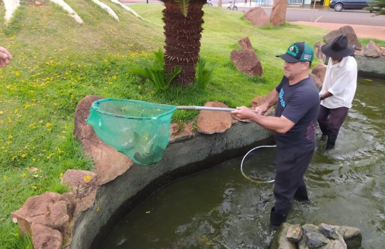 PREFEITURA DE GUAÍRA FAZ RETIRADA DE 250 TILÁPIAS DO LAGO JAPONÊS