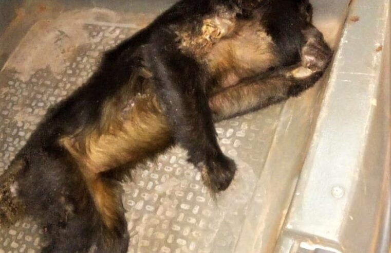 MACACO MORRE ELETROCUTADO NO BAIRRO BOM JESUS EM GUAÍRA