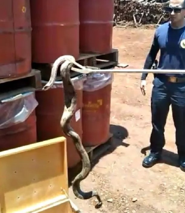 JIBÓIA É CAPTURADA, EM EMPRESA, PELA GCM DE GUAÍRA