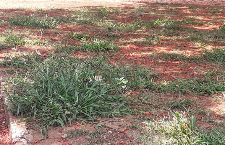 SEM LIMPEZA, PRAÇA DO FÓRUM É TOMADA PELO MATO ALTO EM GUAÍRA