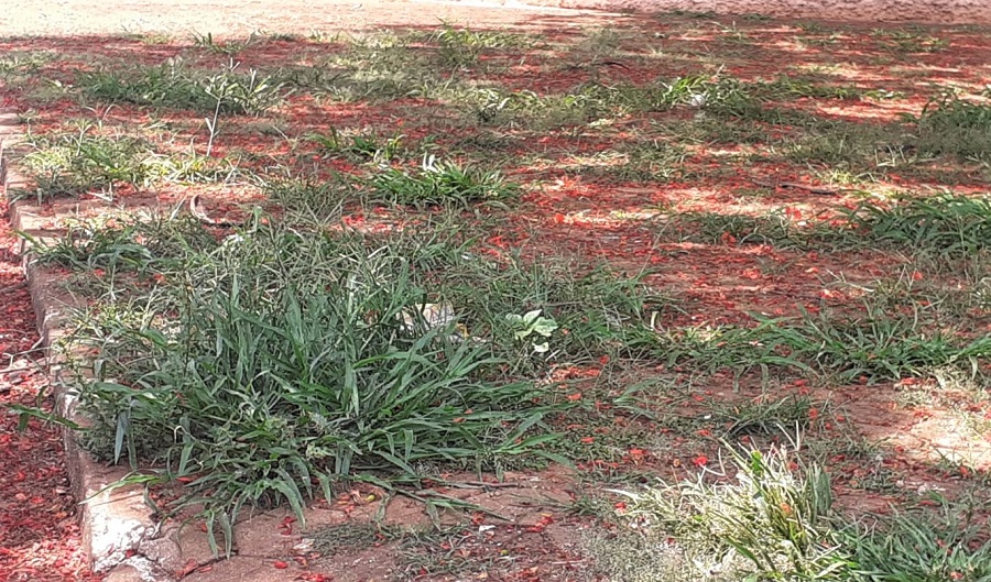 SEM LIMPEZA, PRAÇA DO FÓRUM É TOMADA PELO MATO ALTO EM GUAÍRA