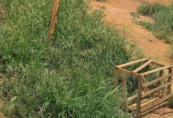 VÍDEO; MORADORES RECLAMAM DE MATO ALTO PRÓXIMO A PRÉDIO DA ESCOLA NO BAIRRO BOM JESUS