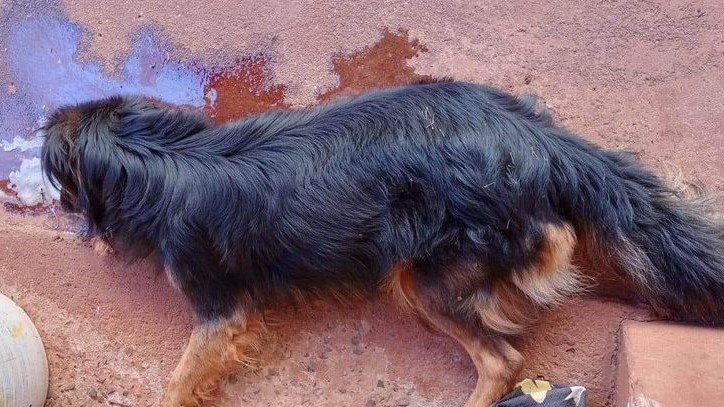 ABSURDO: DENUNCIA DE ENVENENAMENTO DE ANIMAIS NO BAIRRO ANICETO, EM GUAÍRA