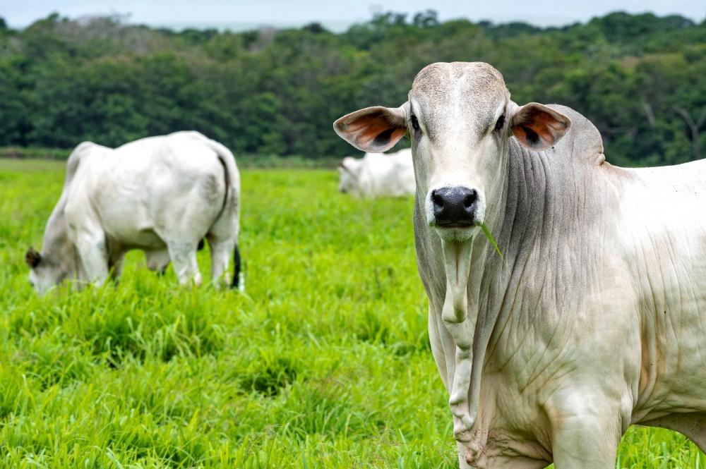 SÃO PAULO ATINGE 99,81% DE COBERTURA VACINAL CONTRA FEBRE AFTOSA APÓS SEGUNDA ETAPA DE 2022