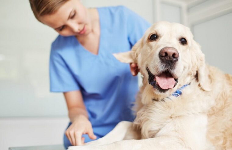 INSCRIÇÕES PARA CASTRAÇÕES DE CÃES E GATOS COMEÇAM NA PRÓXIMA SEMANA EM GUAÍRA