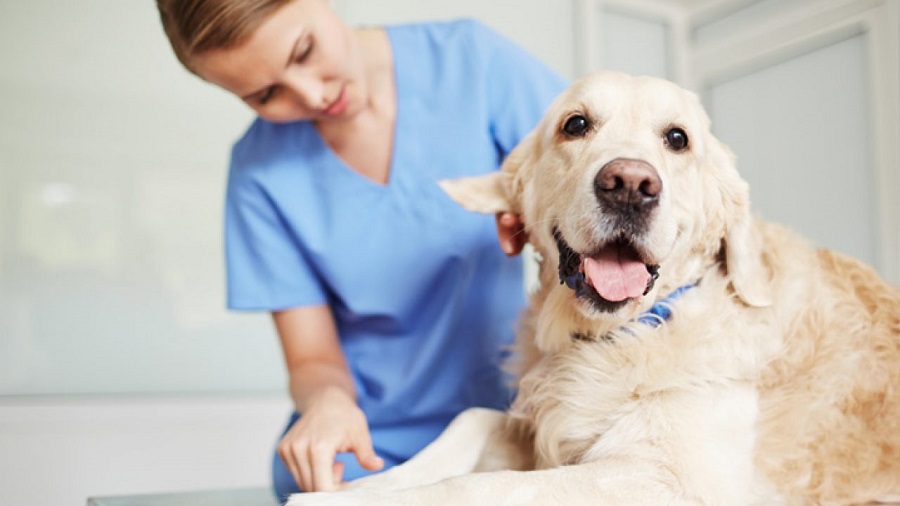 INSCRIÇÕES PARA CASTRAÇÕES DE CÃES E GATOS COMEÇAM NA PRÓXIMA SEMANA EM GUAÍRA