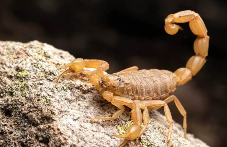 CRIANÇA É PICADA POR ESCORPIÃO, EM MIGUELÓPOLIS