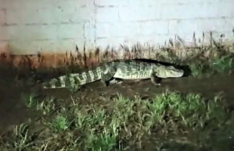 VÍDEO; CONFIRA CAPTURA E SOLTURA DE JACARÉ QUE ESTAVA NO PARQUE MARACÁ, EM GUAÍRA