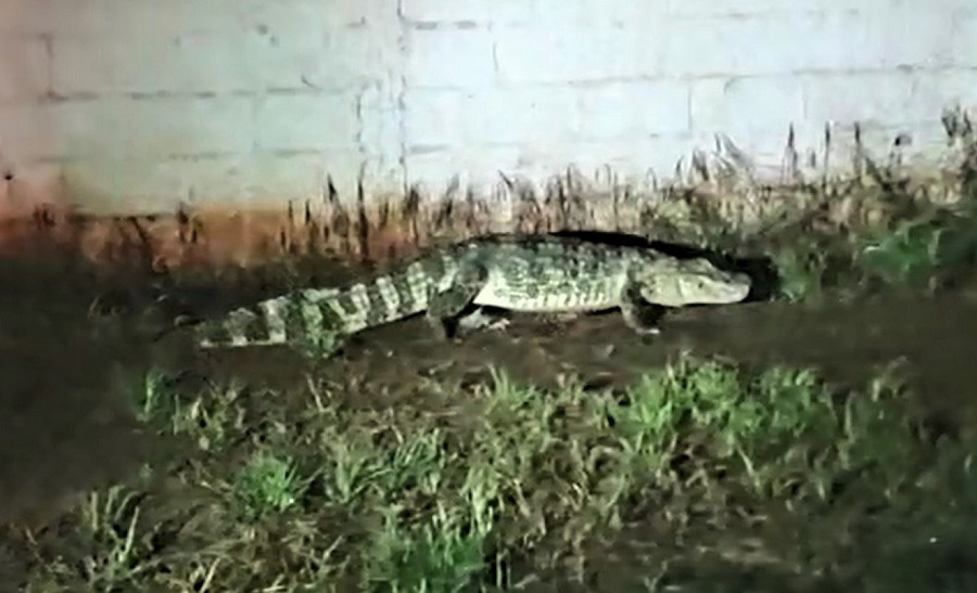 VÍDEO; CONFIRA CAPTURA E SOLTURA DE JACARÉ QUE ESTAVA NO PARQUE MARACÁ, EM GUAÍRA