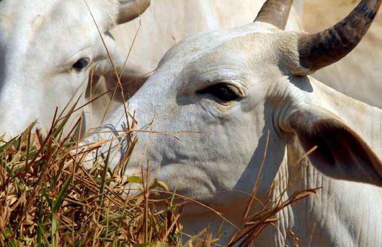 ALERTA: MINISTÉRIO DA AGRICULTURA INVESTIGA SUSPEITA DE VACA LOUCA