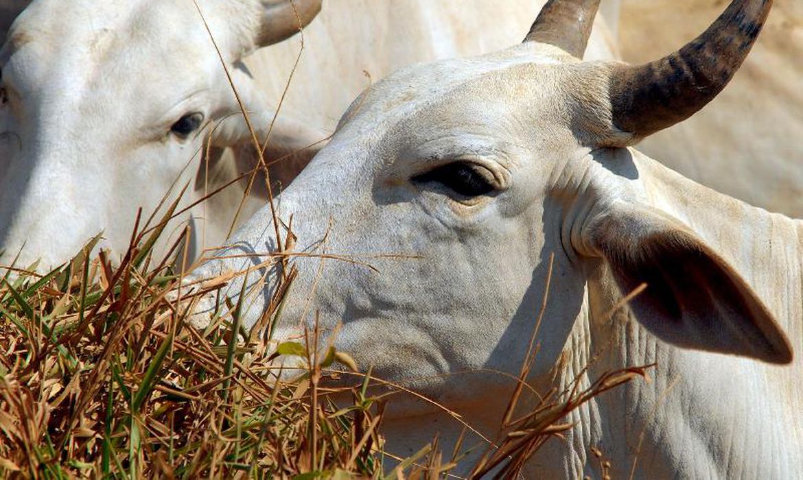 ALERTA: MINISTÉRIO DA AGRICULTURA INVESTIGA SUSPEITA DE VACA LOUCA