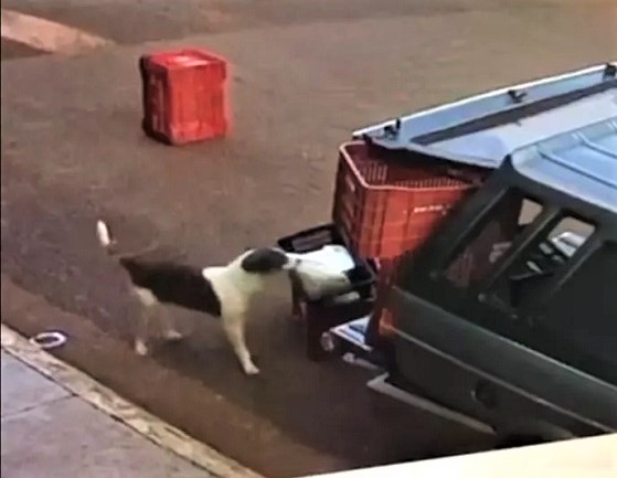 VÍDEO; CACHORRO ‘FURTA’ COMPRAS DE SUPERMERCADO EM MIGUELÓPOLIS