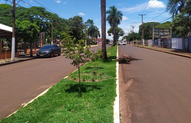 PREFEITURA DE GUAÍRA PRETENDE RETIRAR IPÊS DA AVENIDA ACÀCIA GUAIRENSE. PLANTAS SERIAM REALOCADAS