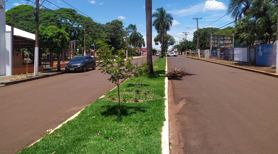 PREFEITURA DE GUAÍRA PRETENDE RETIRAR IPÊS DA AVENIDA ACÀCIA GUAIRENSE. PLANTAS SERIAM REALOCADAS