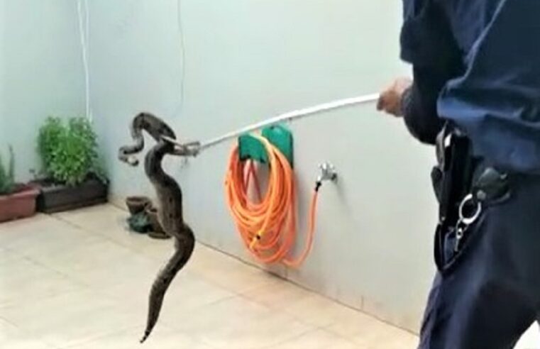 GUARDA CIVIL CAPTURA COBRA EM CONDOMÍNIO DE GUAÍRA