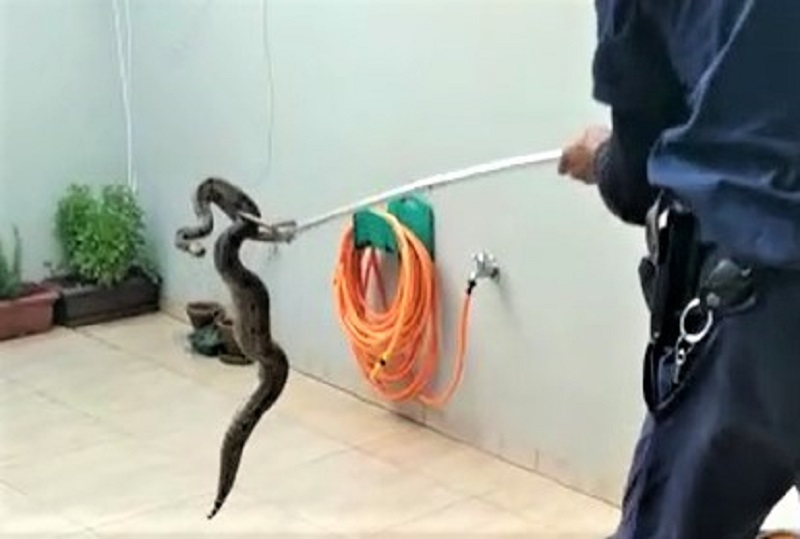 GUARDA CIVIL CAPTURA COBRA EM CONDOMÍNIO DE GUAÍRA