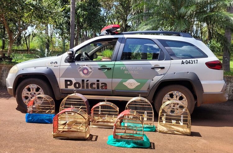 REGIÃO: HOMEM É MULTADO EM MAIS DE R$ 4 MIL POR MANTER AVES SILVESTRES EM CATIVEIRO