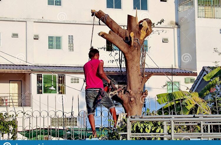 RETIRADA DE ÁRVORES NO MEIO URBANO EM GUAÍRA NECESSITA DE AUTORIZAÇÃO DA PREFEITURA