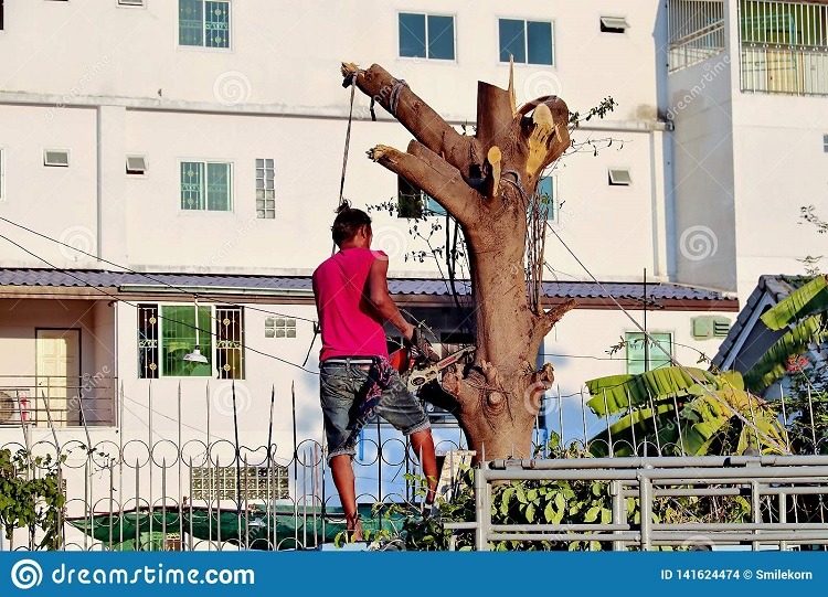 RETIRADA DE ÁRVORES NO MEIO URBANO EM GUAÍRA NECESSITA DE AUTORIZAÇÃO DA PREFEITURA