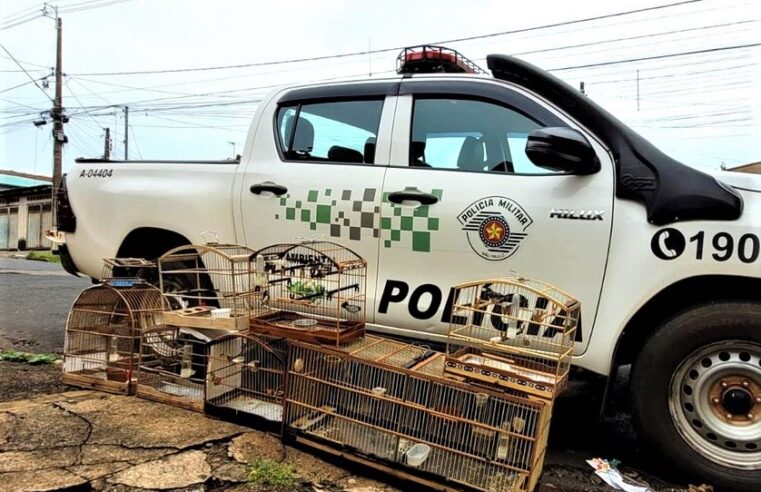 POLÍCIA AMBIENTAL AUTUA CRIADOR COM AVES NATIVAS EM CATIVEIRO SEM DOCUMENTAÇÃO